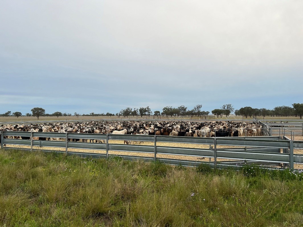 Property Roundup 40m Cunnamulla Aggregation for sale